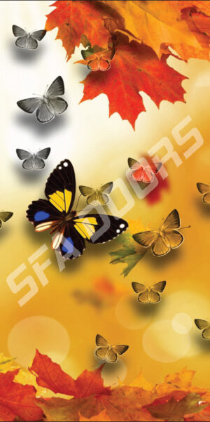 LAMINATION MULTICOLOR DOOR | C-164